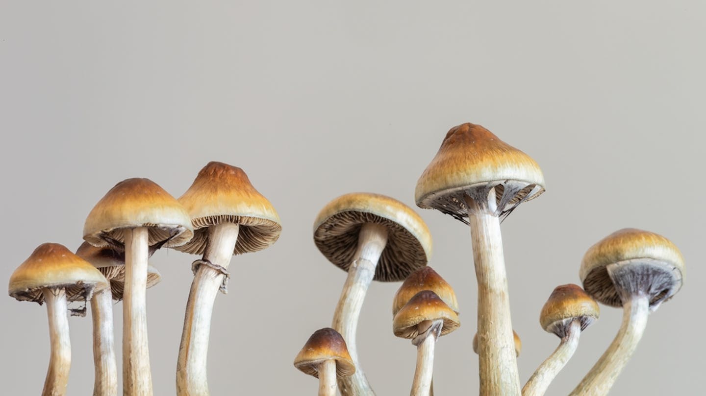Magic mushrooms.