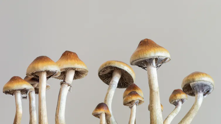 Magic mushrooms.