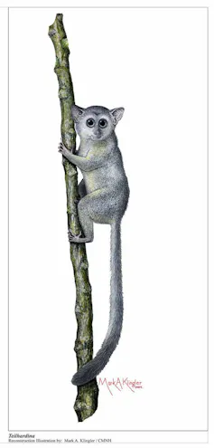 Drawing of early primate clinging to a tree.