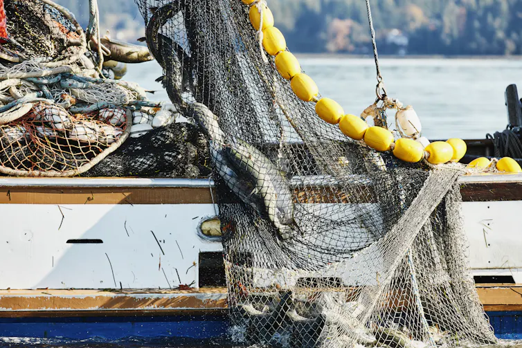 A net containing fish is pulled aboard a fishing vessel.