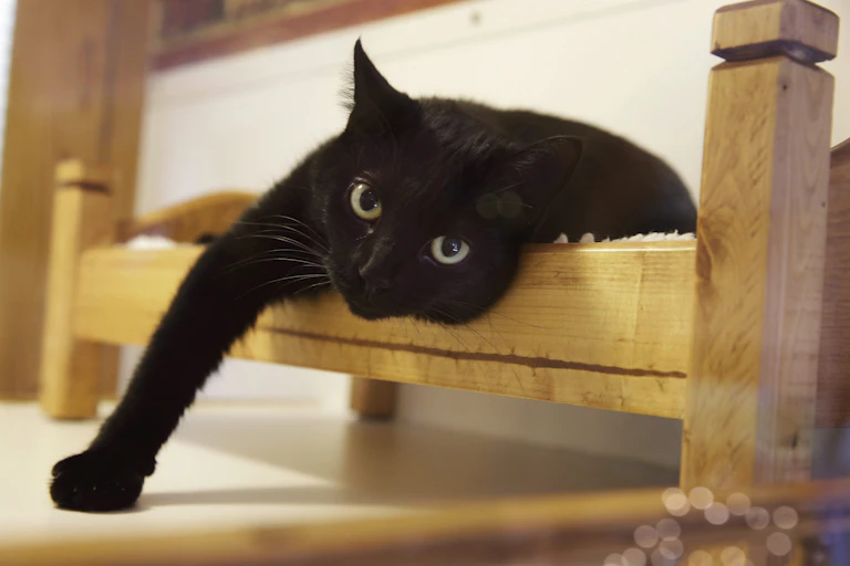 A cat stretches