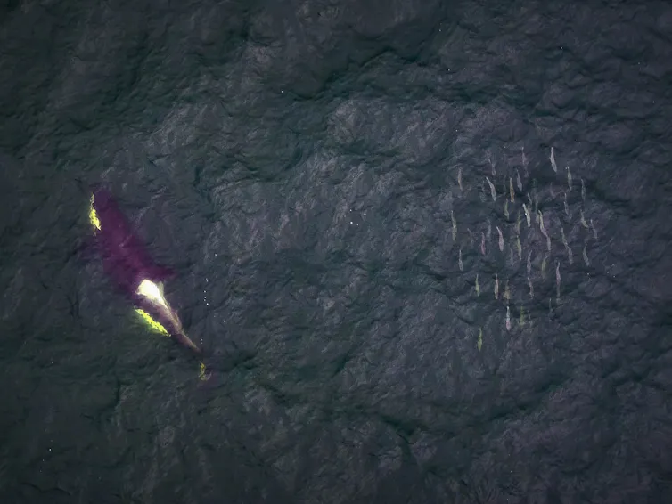 La fotografía aérea del asesino que nada cerca del grupo de peces cercanos