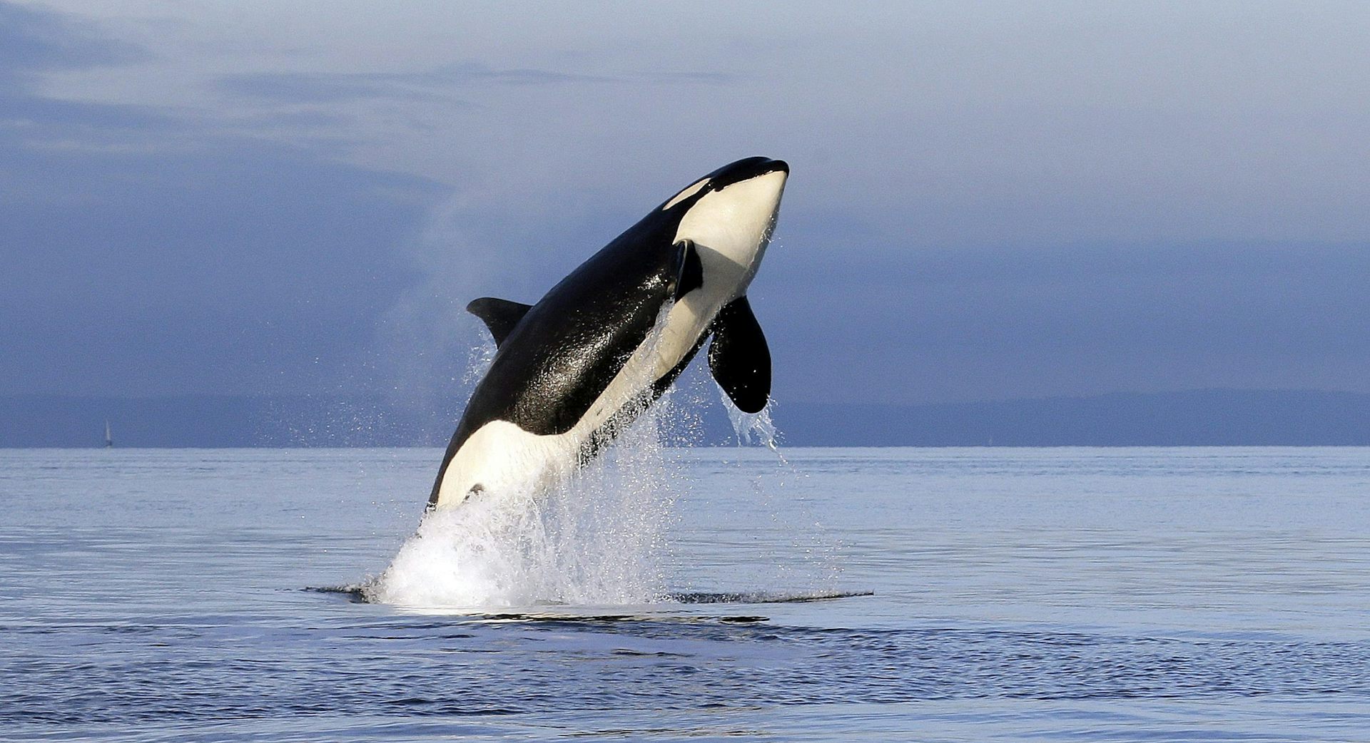 a black and white killer whale jumps out of the water