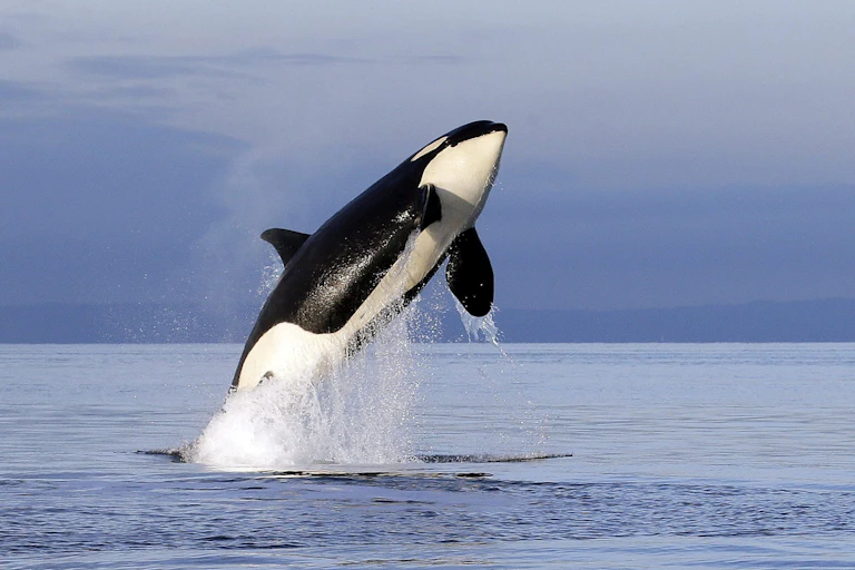 a black and white killer whale jumps out of the water