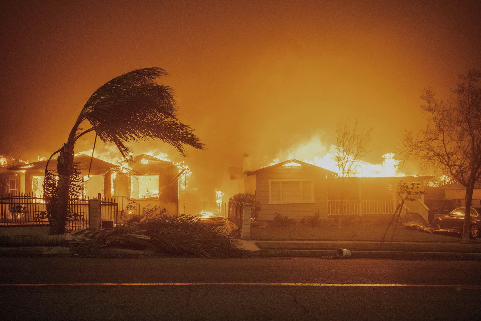 A palm tree bends in the wind as homes burn in a bushfire.