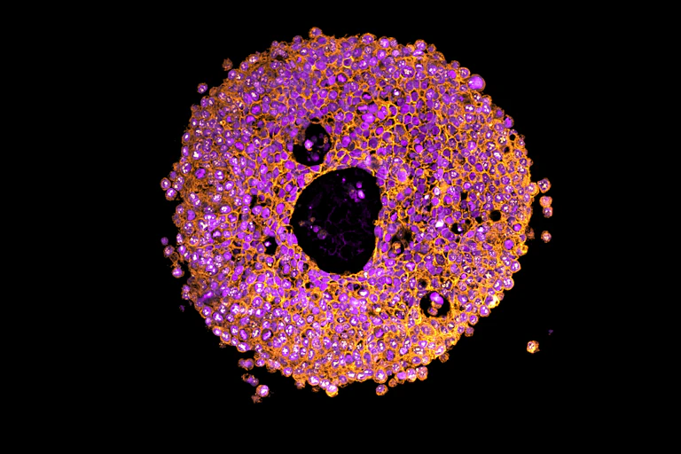 A colourful blob of cells