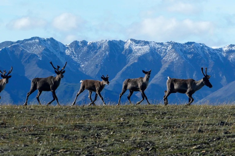 a row of caribou walk along a grassy area in a line with snow capped mountained in the background