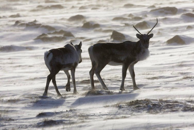 Dos caribúes, uno con cuernos, caminar con un área de nieve