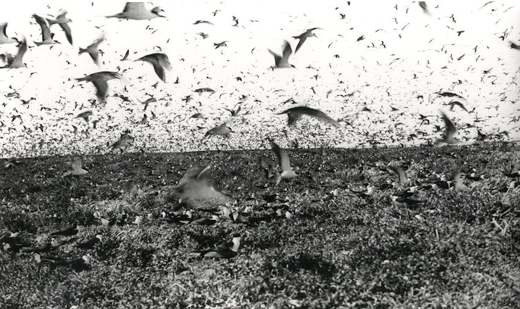 large flock of birds, hovering, black and white photo, historic, Great Barrier Reef island.