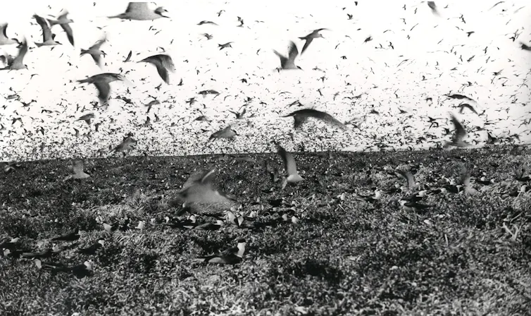 large flock of birds, hovering, black and white photo, historic, Great Barrier Reef island.