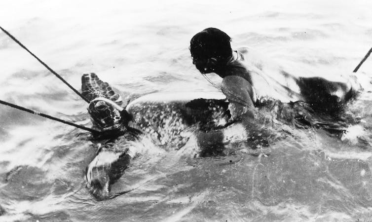 man holding on tied-up turtle, historic image showing turtle use for meat.