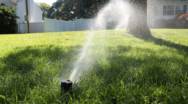 A small black spigot spews a stream of water over a green grass lawn.