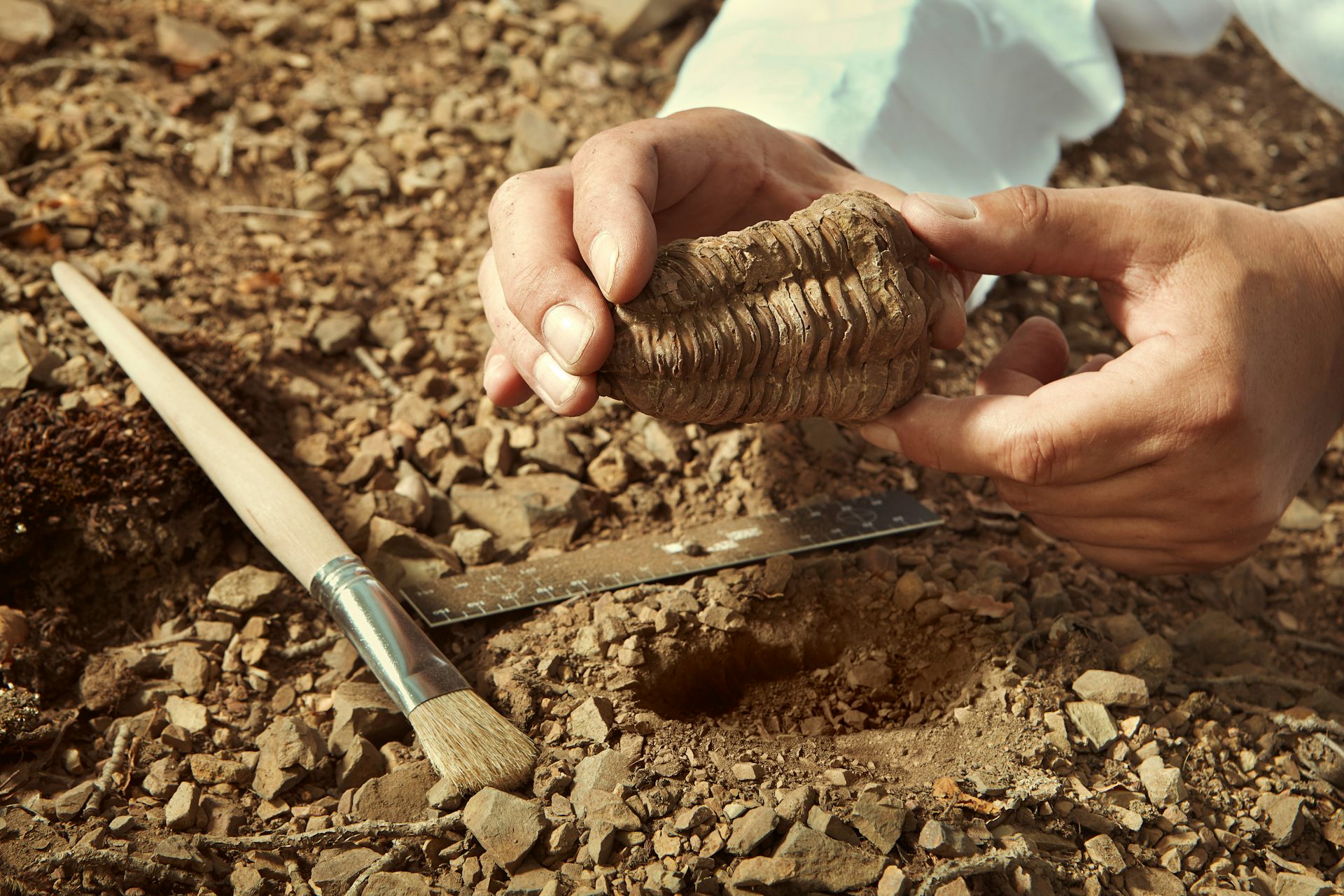 A speeding clock could solve Darwin’s mystery of gaps in animal fossil records