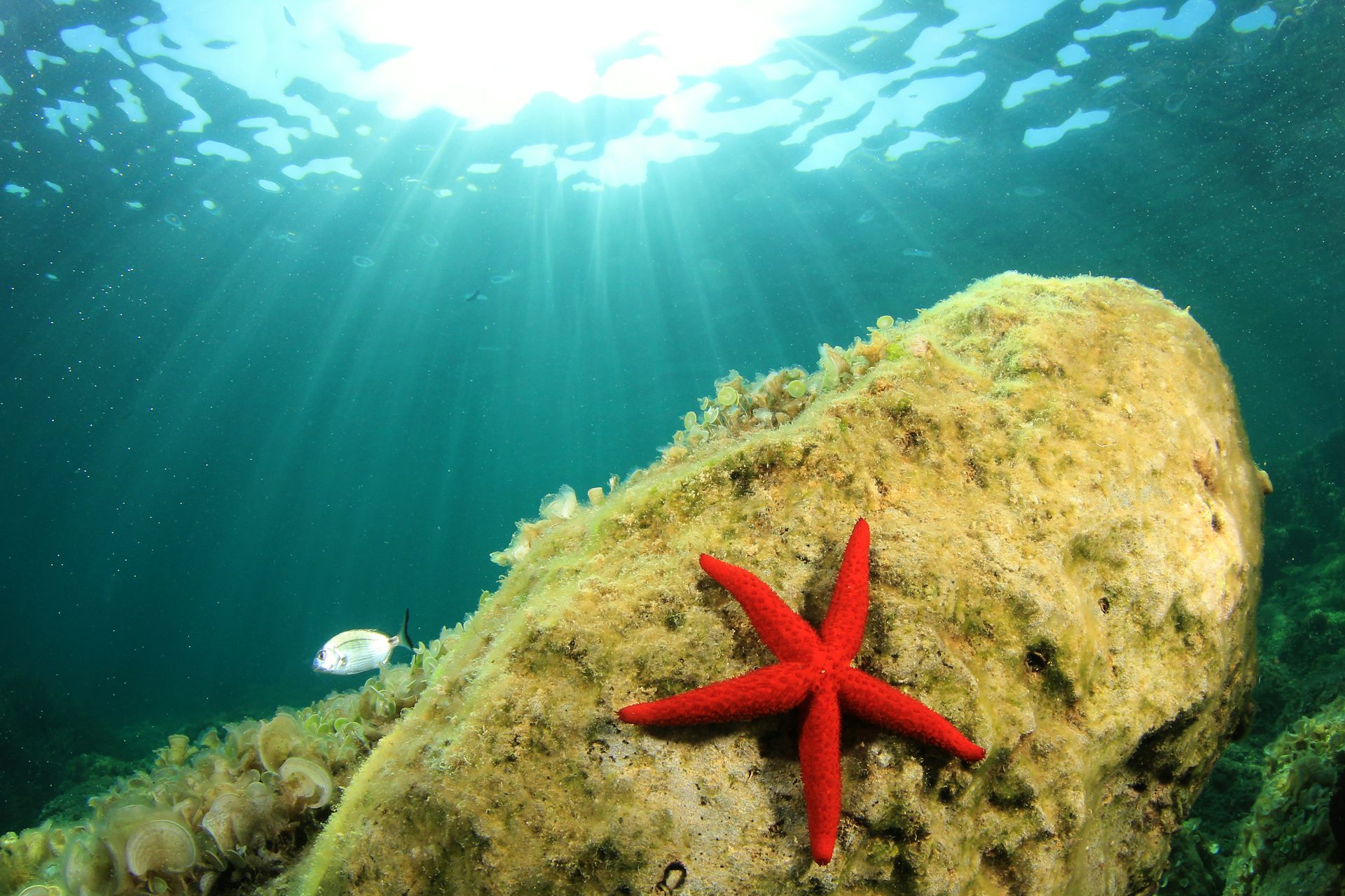 Red starfish under water.