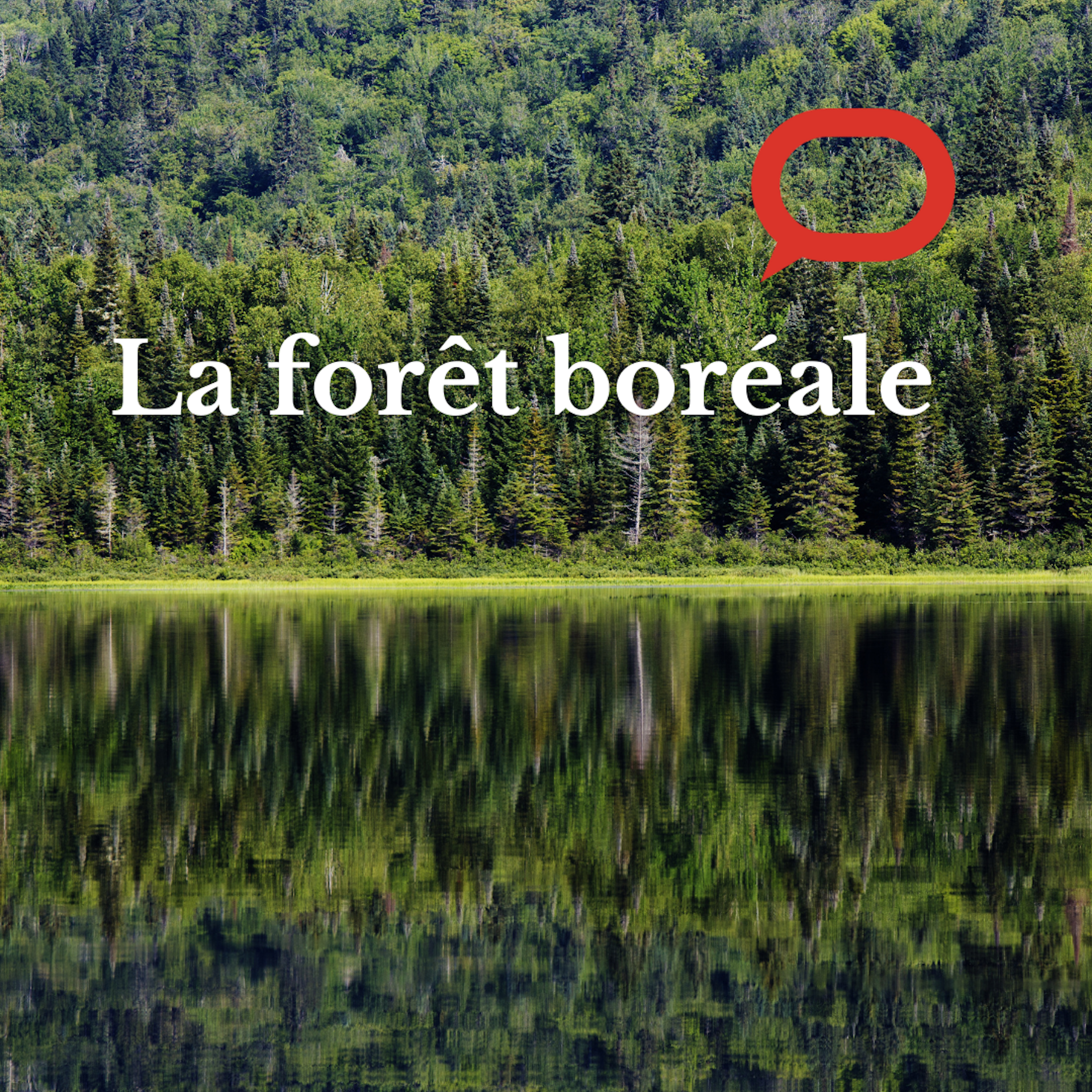 Forêt boréale