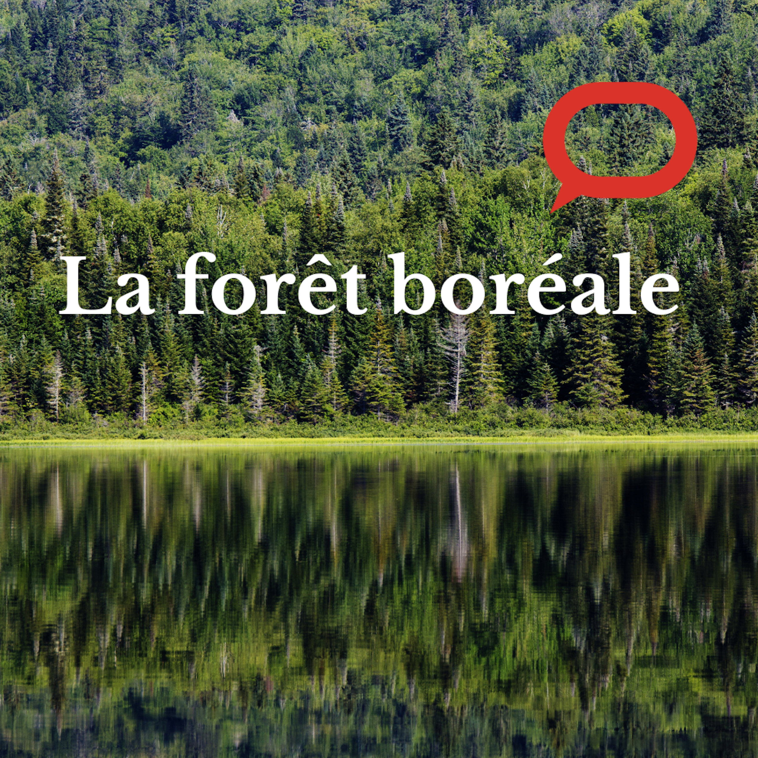 Forêt boréale