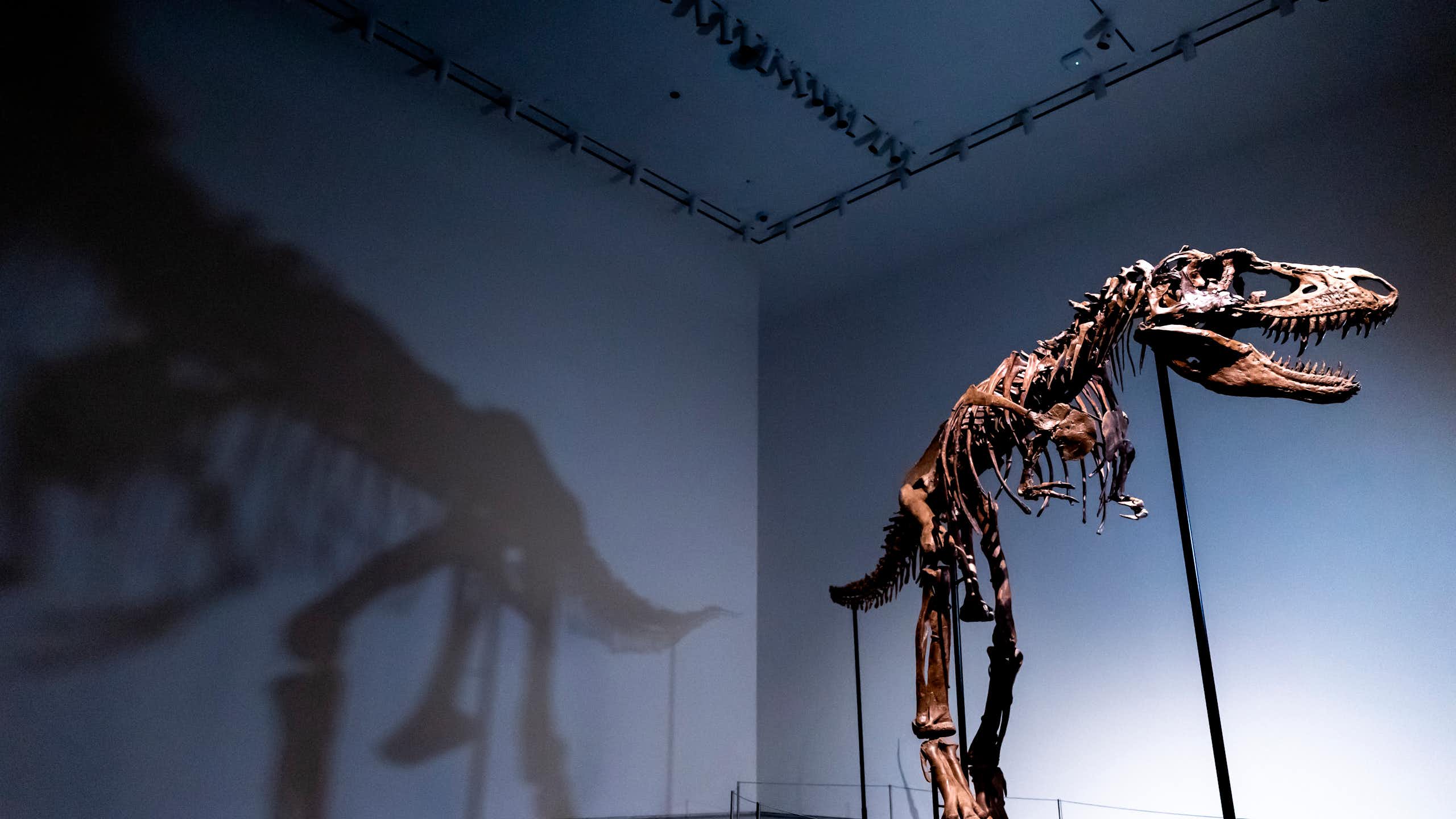 Un squelette de dinosaure exposé