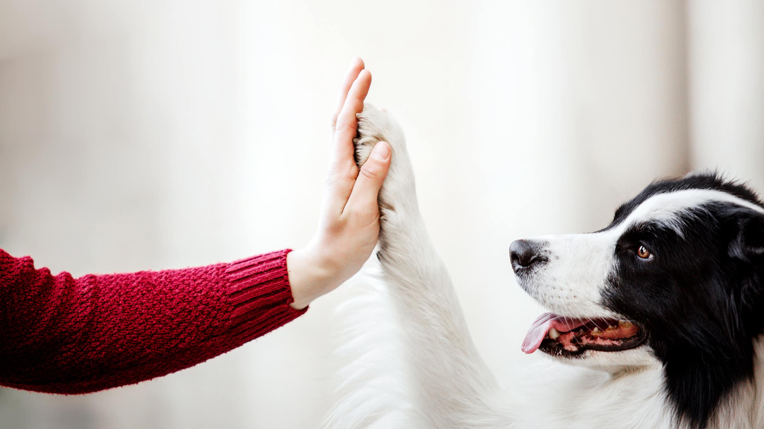 Um cão tocando a mão de um humano com a pata