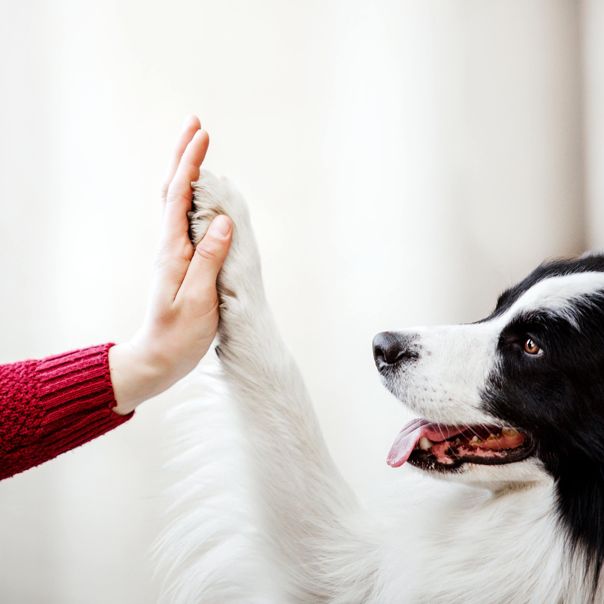 Um cão tocando a mão de um humano com a pata