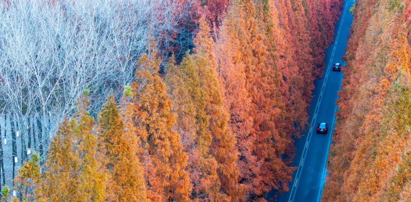 The climate case for planting trees has been overhyped — but it’s not too late to fix it The climate case for planting trees has been overhyped — but it’s not too late to fix it