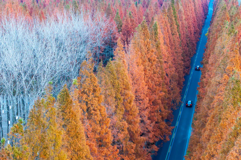 a road through autumnal forest