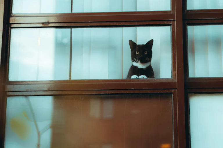 Tuxedo cat in an apartment window.