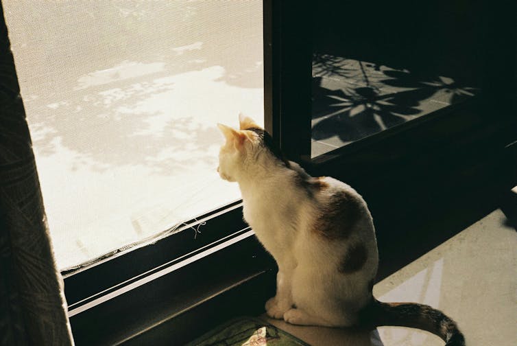 A calico cat sits in front of a sunny balcony door covered in mesh.