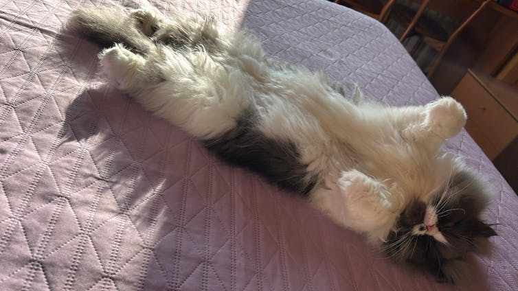 A fluffy Persian cat stretched out on a purple bedspread in a sunbeam.