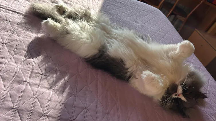 A fluffy Persian cat stretched out on a purple bedspread in a sunbeam.