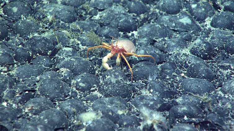 a crab walking on polymetallic nodules, deep-sea mining.