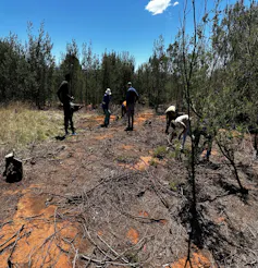People standing in a plantation of black wattle trees trying to clear some of them
