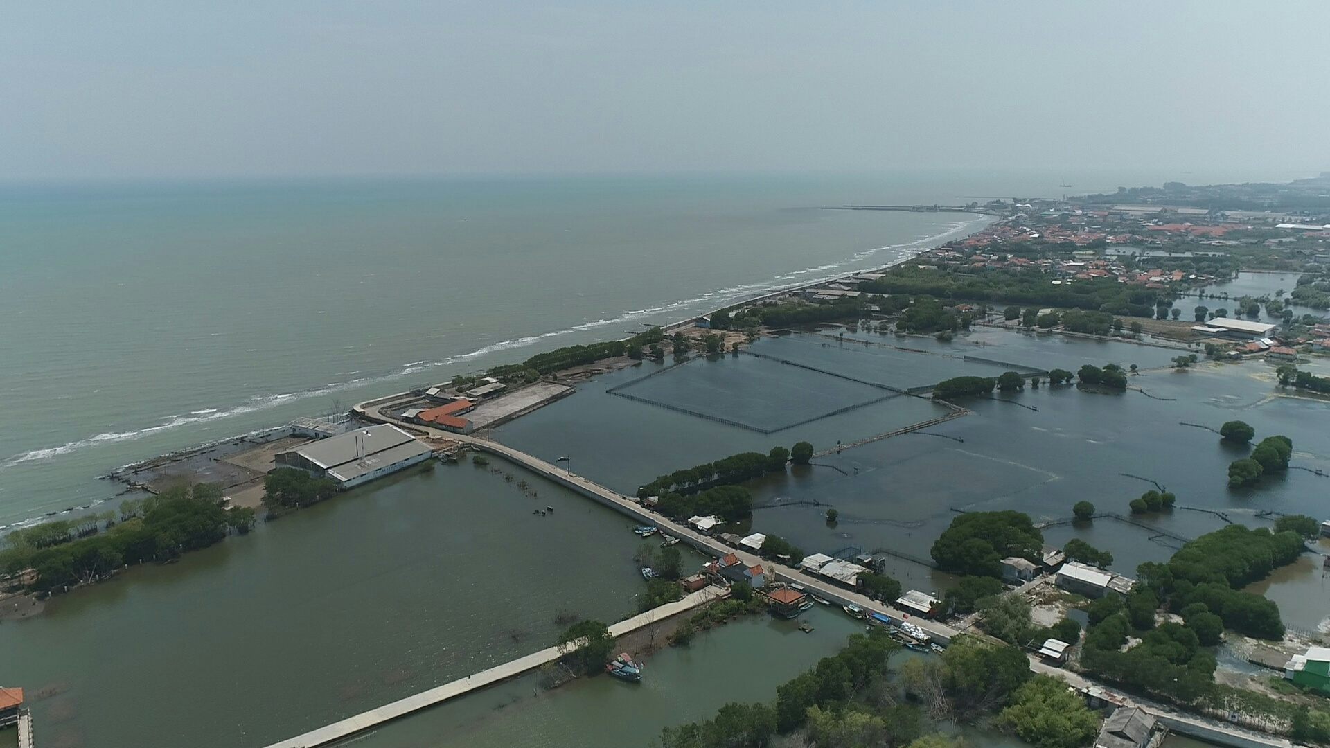 Tambak mengancam mangrove
