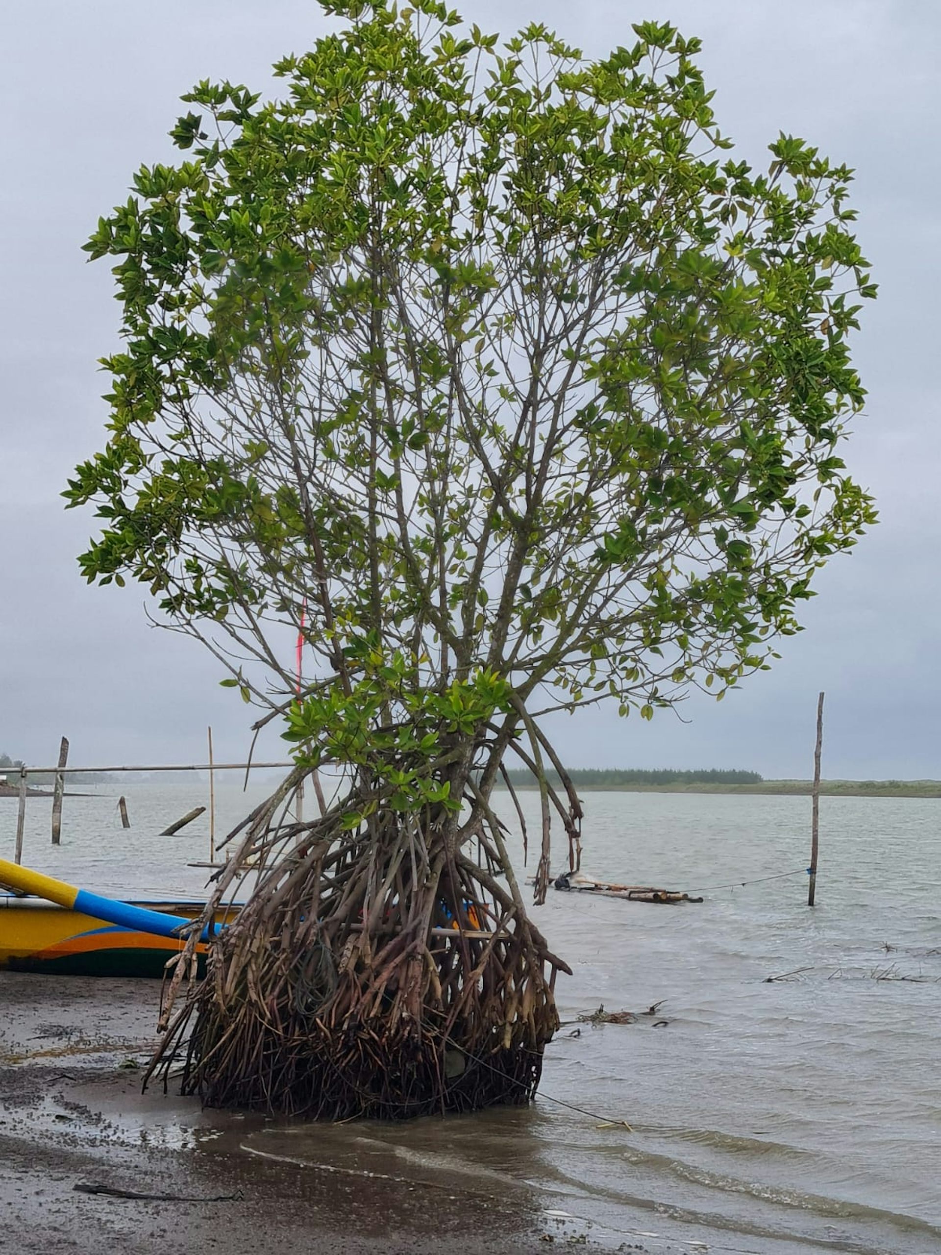 Tambak mengancam mangrove