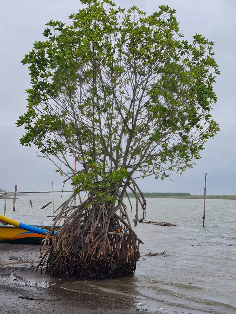 Tambak mengancam mangrove
