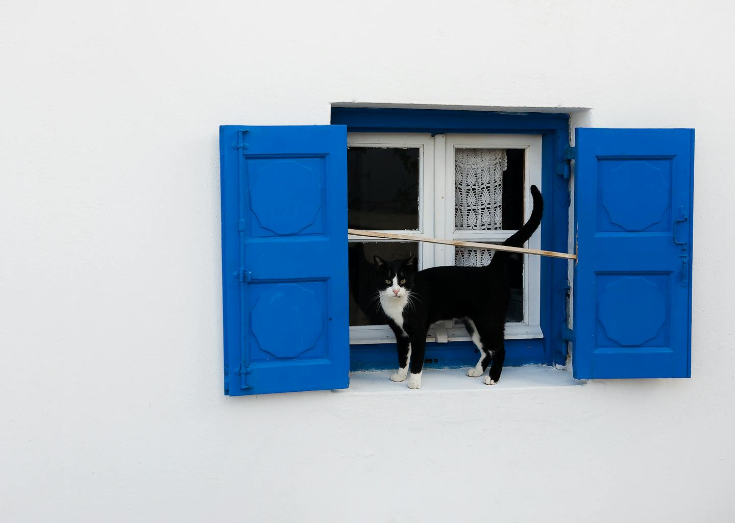 White wall, blue shutters, black cat