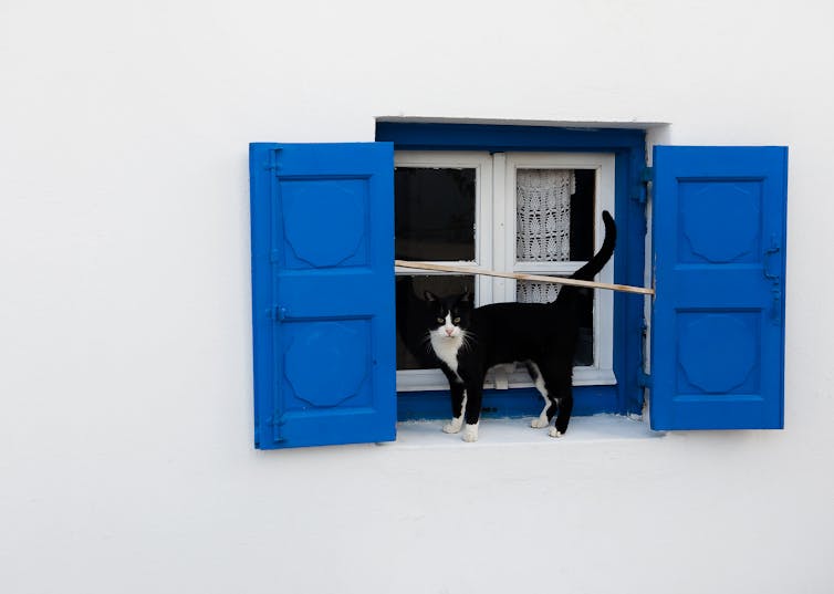 White wall, blue shutters, black cat