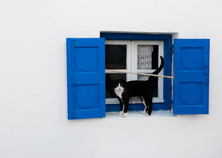 White wall, blue shutters, black cat