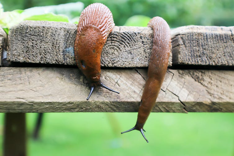 Two slug sliding over decking.