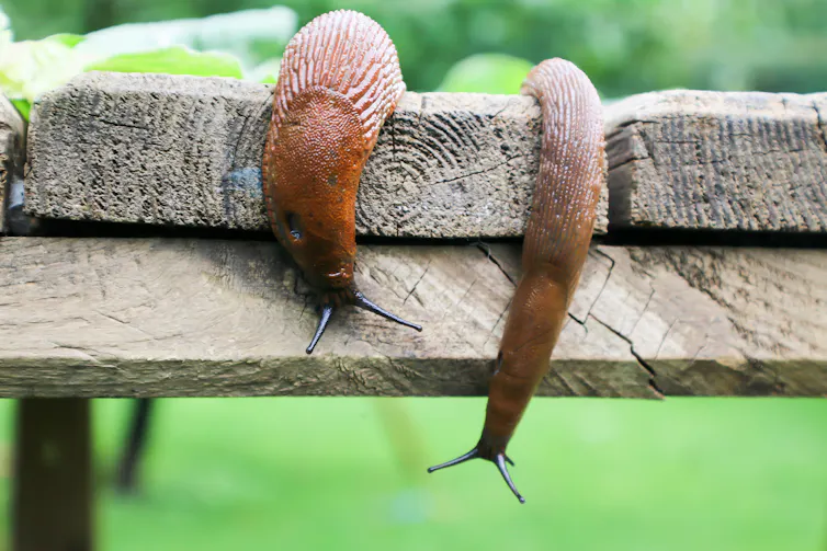 Two slug sliding over decking.
