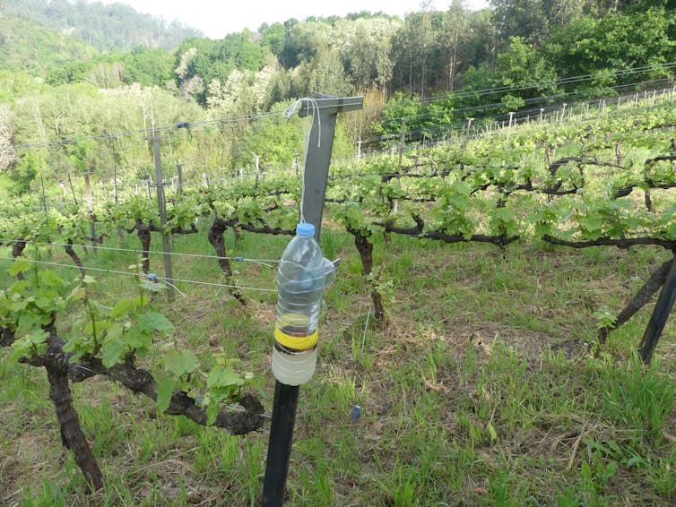 Botella convertida en una trampa de eje de viñedo