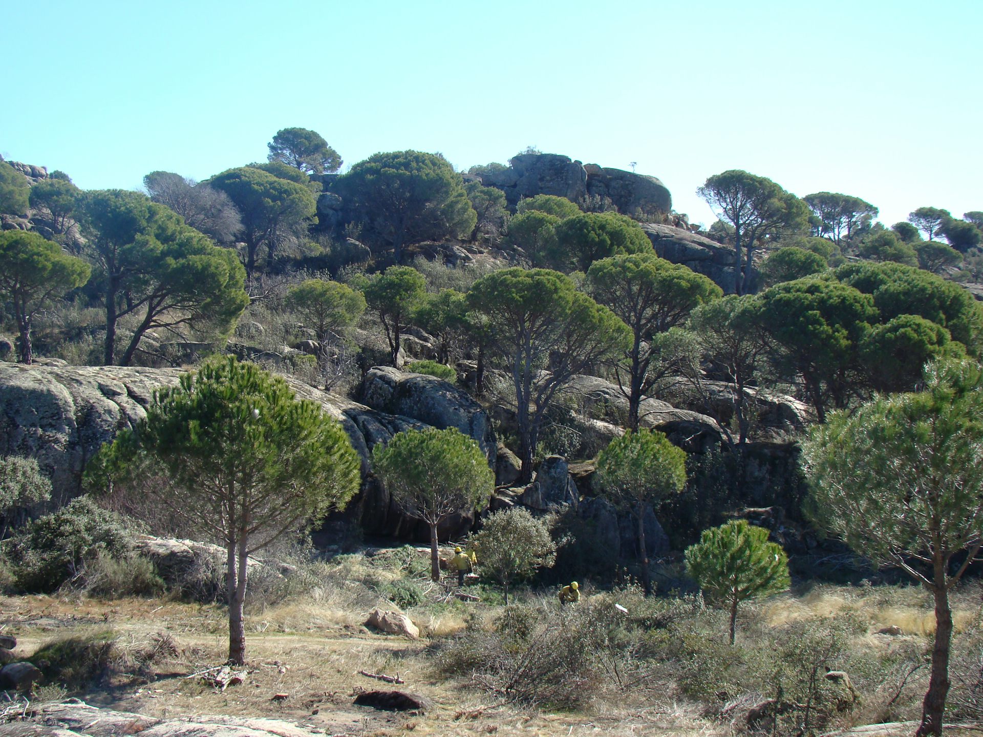 Los grandes desafíos de la gestión forestal en España