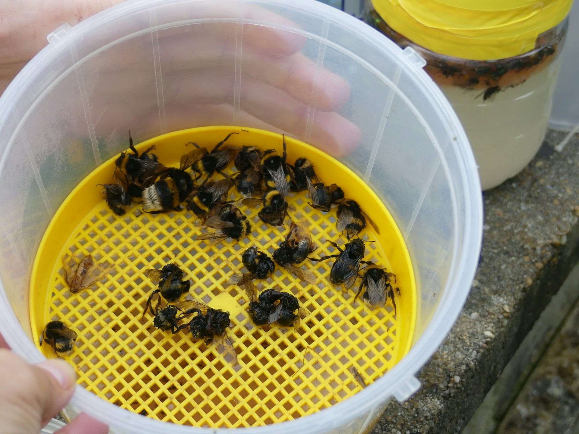 Abejas muertas sobre una rejilla amarilla colocada dentro de un cubo de plástico blanco