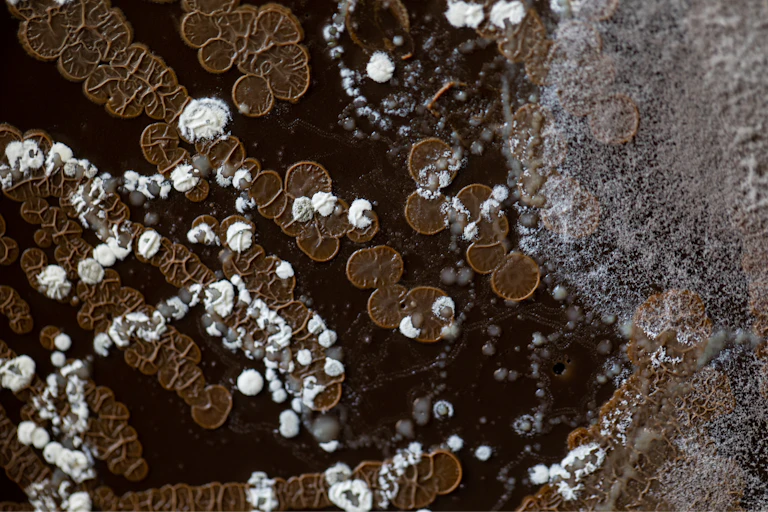 Hongos y colonias de bacterias creciendo sobre un fondo marrón