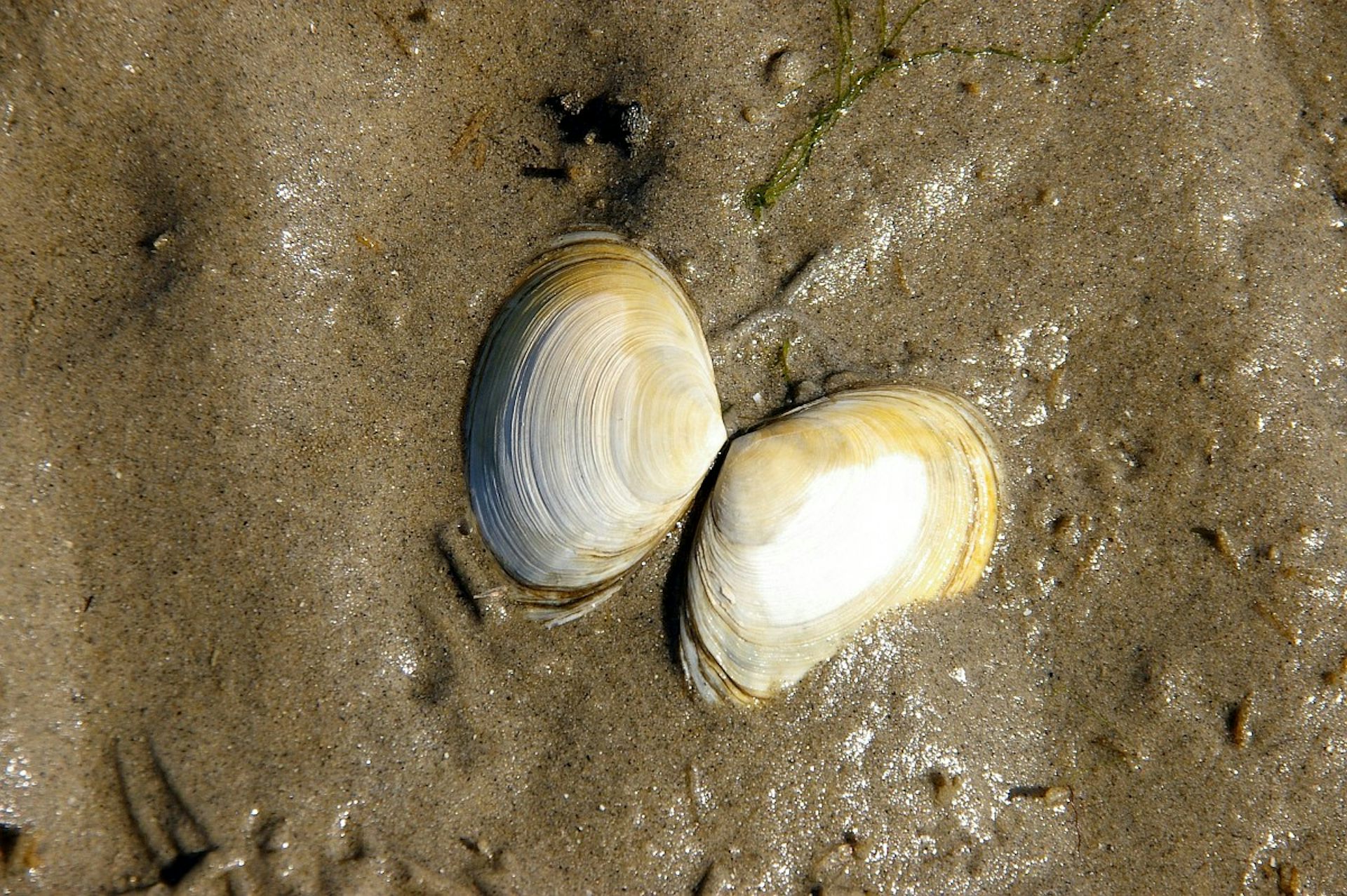 Qué nos dicen las coquinas del Guadiana y el Guadalquivir sobre los microplásticos