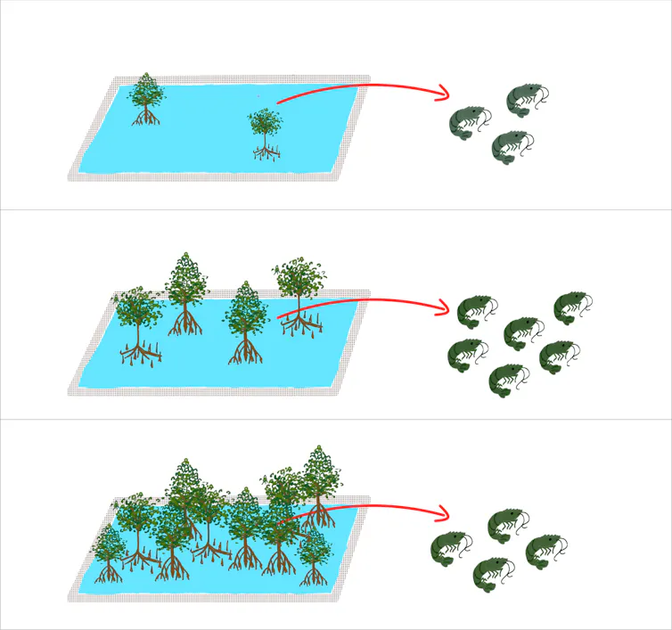 mangrove di tambak udang