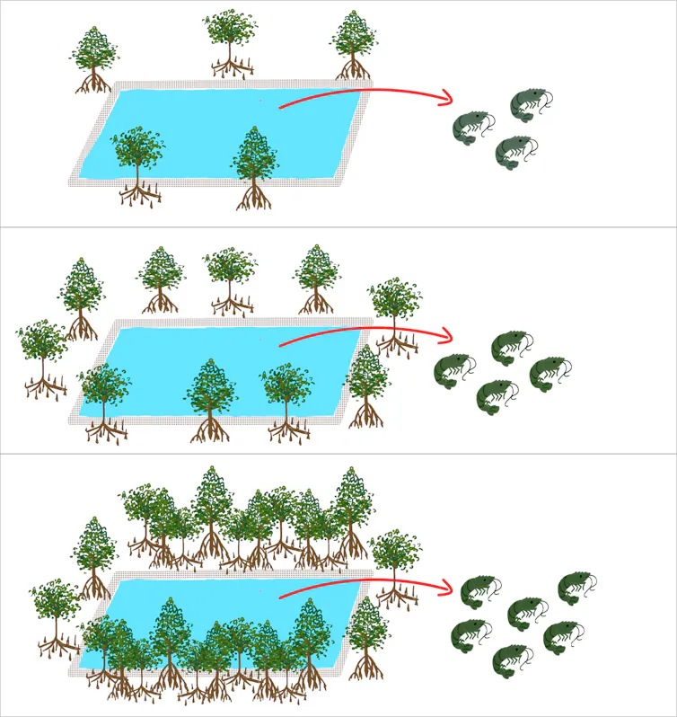 mangrove di tambak udang