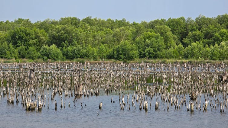 mangrove di tambak udang