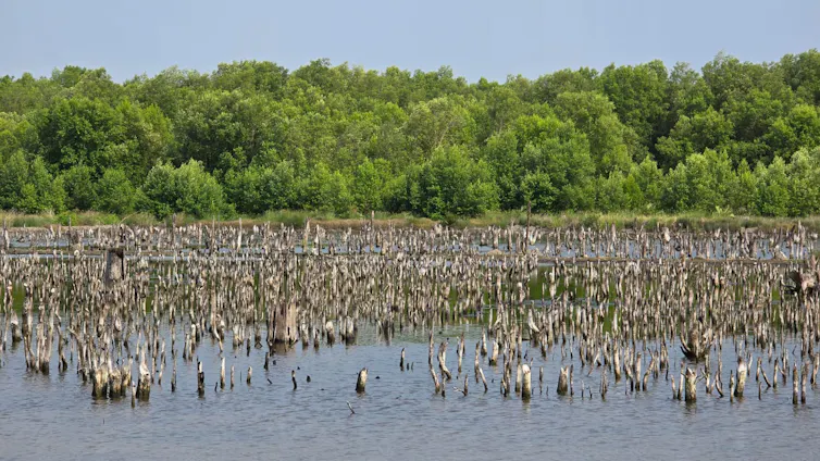mangrove di tambak udang