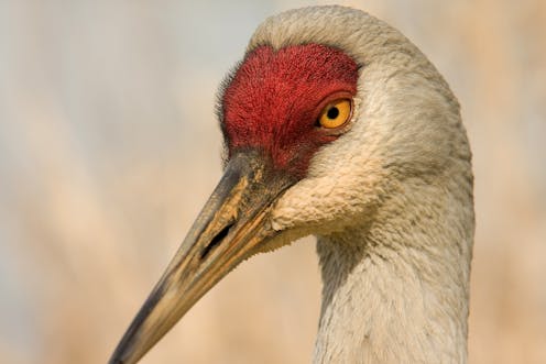 The surprising recovery of once-rare birds