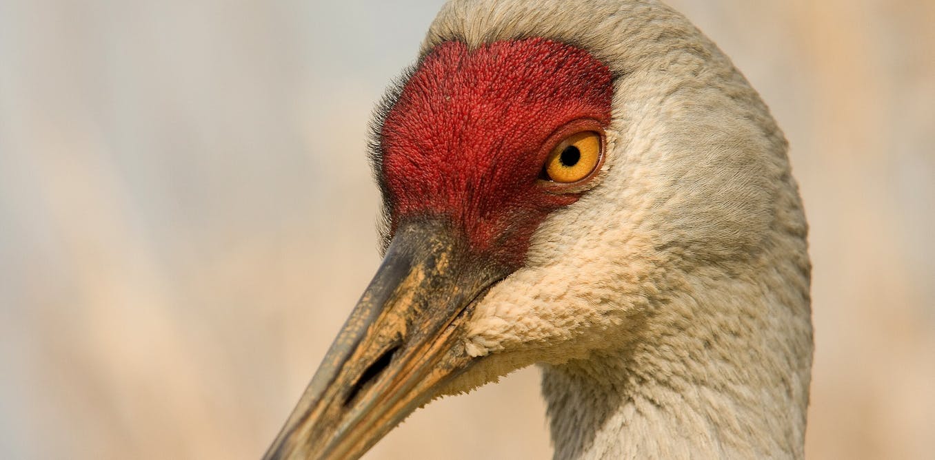 The surprising recovery of once-rare birds The surprising recovery of once-rare birds